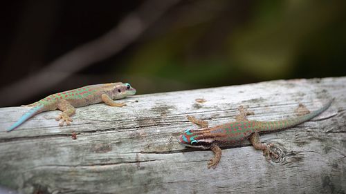 High angle view of lizards on wood