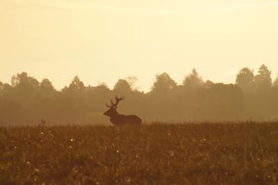 Silhouette horse on field against sky during sunset