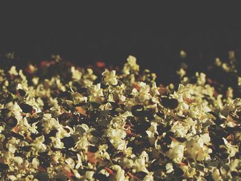 Close-up of flowers