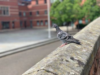 Close-up of bird perching on retaining wall