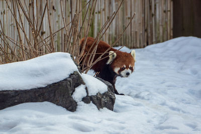 Red panda on snow covered land