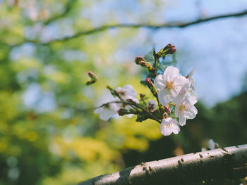 Close-up of cherry blossoms on tree