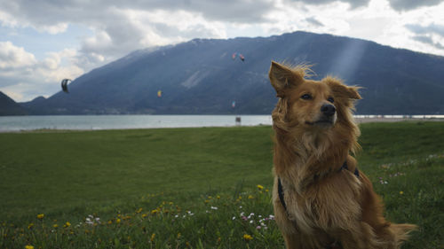 Dog on landscape looking away