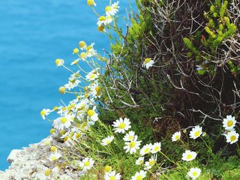 Close-up of white daisy flowers