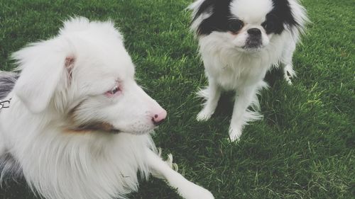 View of white dog on field