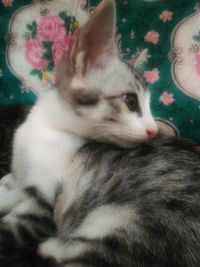 Close-up of a dog looking away at home