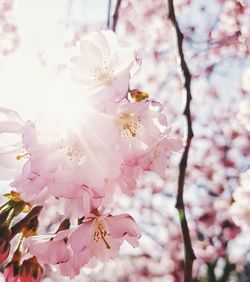 Close-up of pink flowers on branch