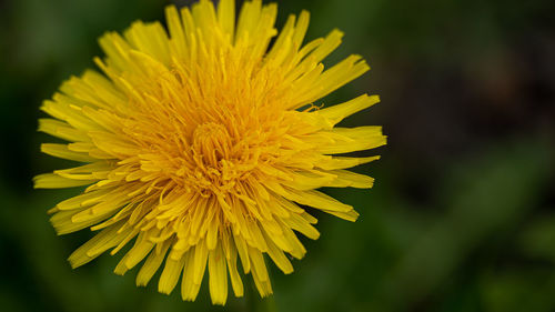 Close-up of yellow flowering plant