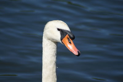 Close-up of swan swimming in lake