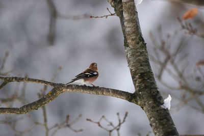 Low angle view of bird perching on branch