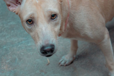 High angle portrait of dog