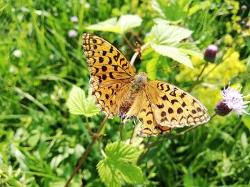 Close-up of butterfly pollinating on flower