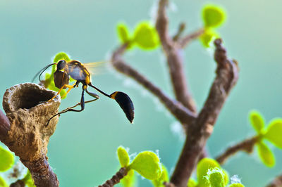 Close-up of bird perching on tree