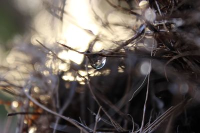 Close-up of dried plant