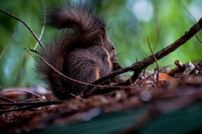 Close-up of squirrel eating branch