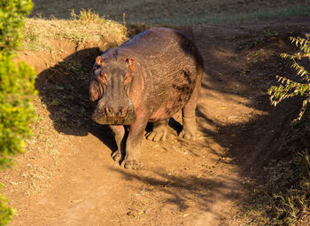 High angle view of lion standing on field