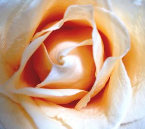 Close-up of rose