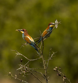 Close-up of birds with insects perching on plant