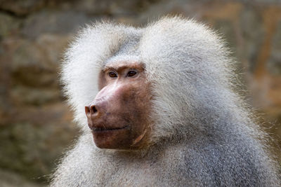 Close-up of monkey