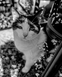 Close-up portrait of cat