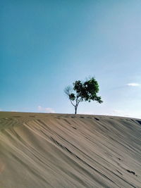 Tree on field against clear sky