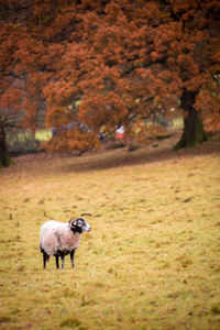 Sheep on landscape during autumn