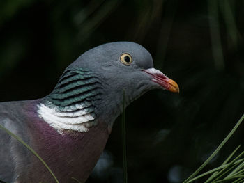 Close-up of bird perching