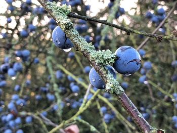 Close-up of fruit growing on tree