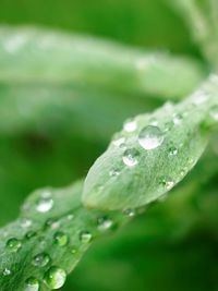 Close-up of water drops on leaf