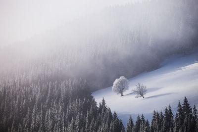 Trees in forest during foggy weather