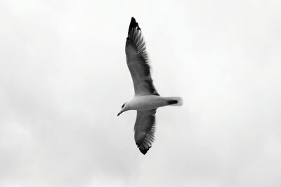 Low angle view of bird flying against sky