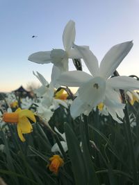 Close-up of flowers blooming against clear sky