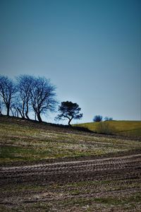 Bare trees on landscape against clear sky