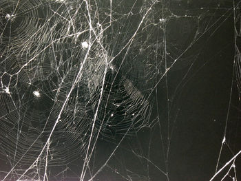 Close-up of spider web