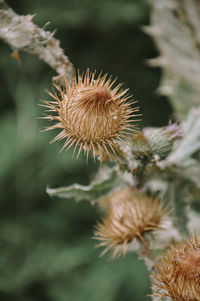 Close-up of wilted plant