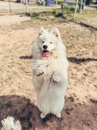 Dog running on field