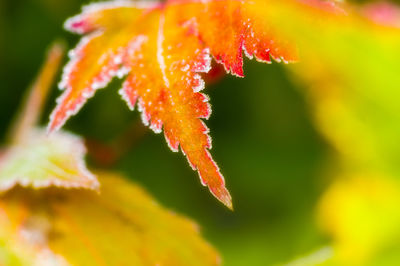 Close-up of orange plant