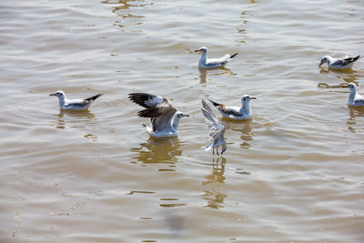 High angle view of ducks swimming in lake