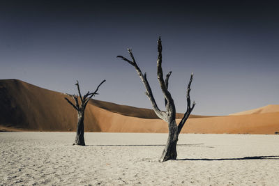 Bare tree on desert against clear sky