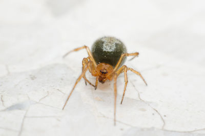 Close-up of spider