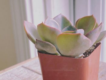 Close-up of succulent plant on table