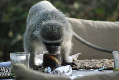 Close-up of monkey drinking pop africa outdoors