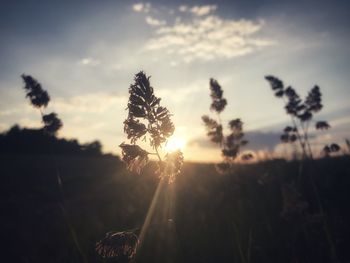 Close-up of stalks against sunset sky