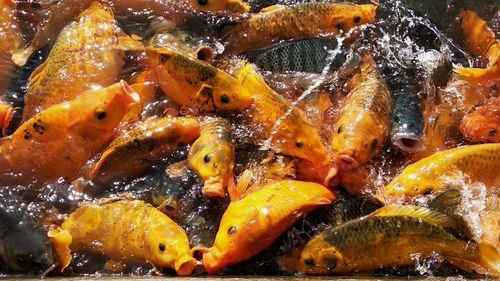 High angle view of fish swimming in sea