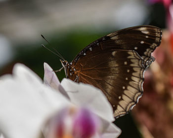 Close-up of butterfly pollinating on flower