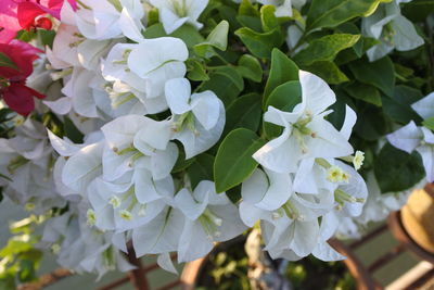 Close-up of white flowering plant