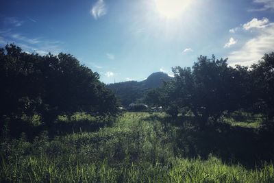Scenic view of forest against sky on sunny day