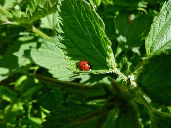 Close-up of ladybug on leaf