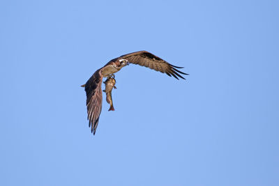 Low angle view of osprey holding fish against clear sky