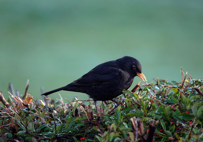 Black bird perching on a hedge 